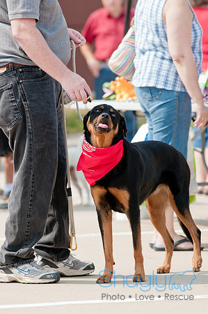 Shagly Photography Prosper Pooch Party-45