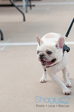 Shagly Photography Prosper Pooch Party-75