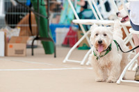 Shagly Photography Prosper Pooch Party-9