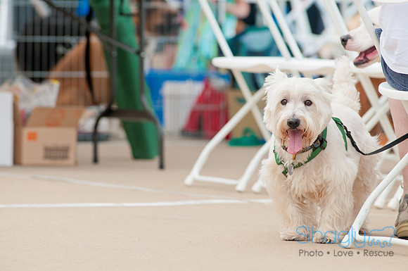 Shagly Photography Prosper Pooch Party-9