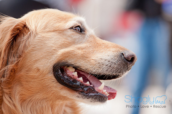 Shagly Photography Prosper Pooch Party-58