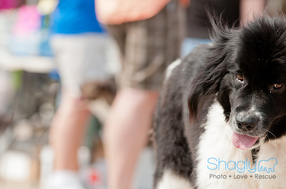 Shagly Photography Prosper Pooch Party-41