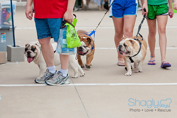 Shagly Photography Prosper Pooch Party-134