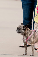 Shagly Photography Prosper Pooch Party-4