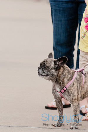 Shagly Photography Prosper Pooch Party-4