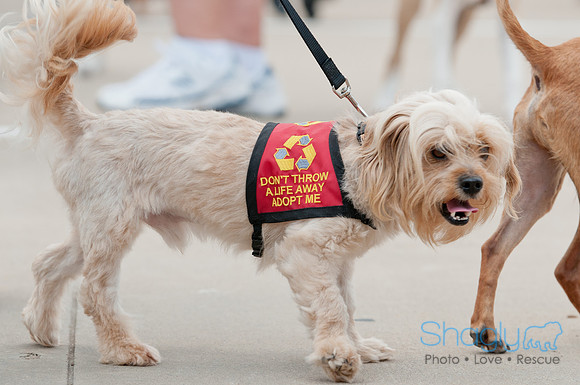 Shagly Photography Prosper Pooch Party-62