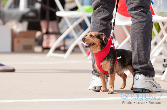 Shagly Photography Prosper Pooch Party-42