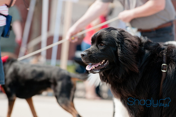 Shagly Photography Prosper Pooch Party-39