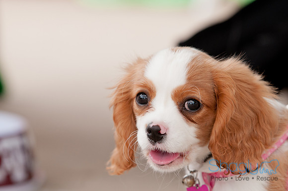 Shagly Photography Prosper Pooch Party-128