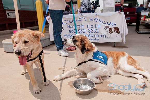 Shagly Photography Prosper Pooch Party-154