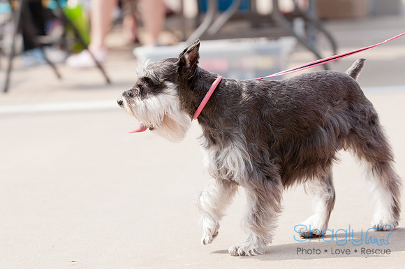 Shagly Photography Prosper Pooch Party-44