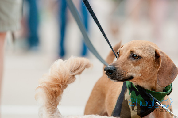 Shagly Photography Prosper Pooch Party-63