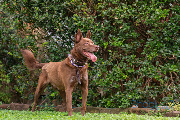 Brody