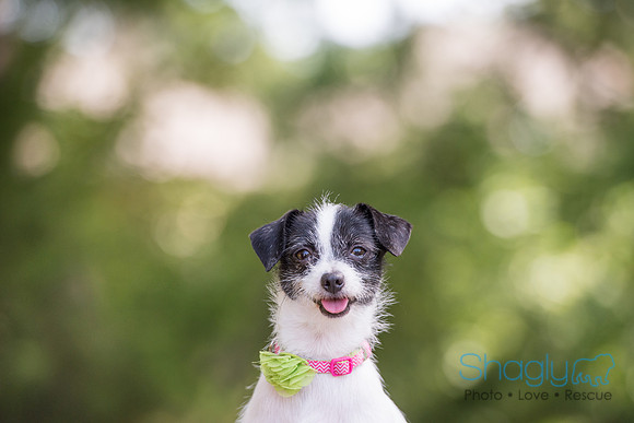 Gidget