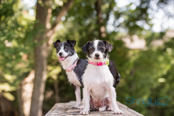 Gidget and Pippi