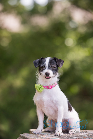 Gidget