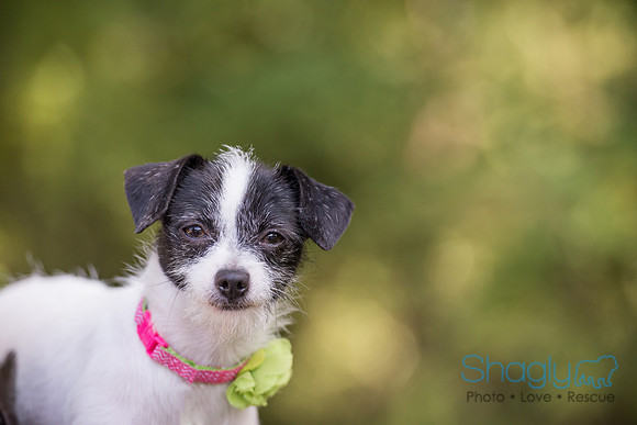 Gidget