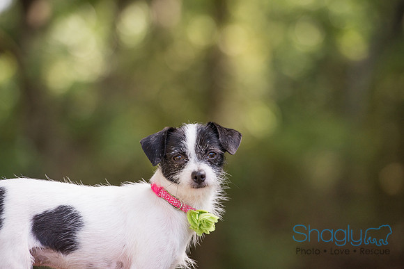 Gidget