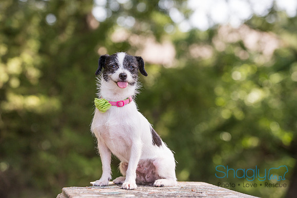 Gidget