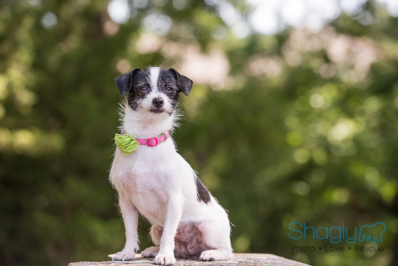 Gidget