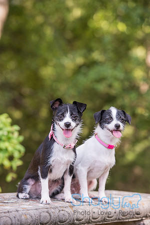 Gidget and Pippi