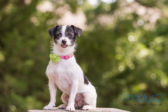 Gidget