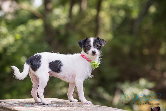 Gidget