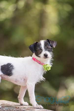 Gidget