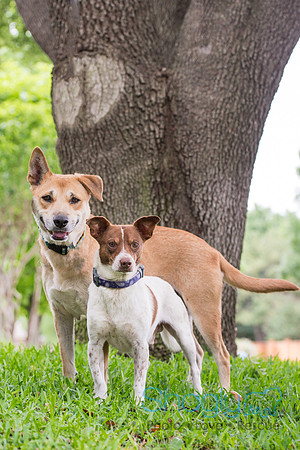 Lady Bird and LBJ