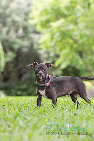 Tinkerbell