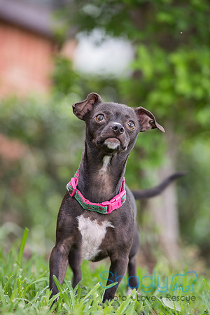 Tinkerbell