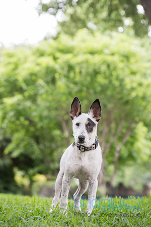 Dutchess