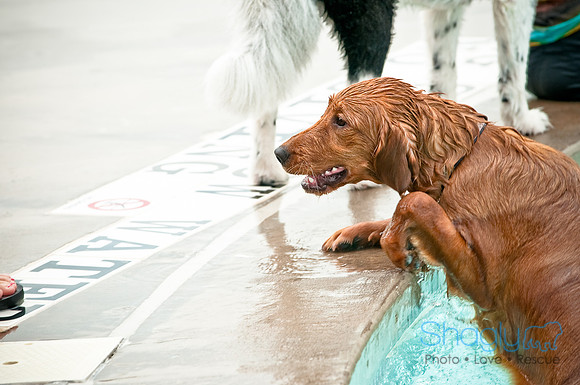 k9 kerplunk-21
