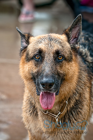 k9 kerplunk-36