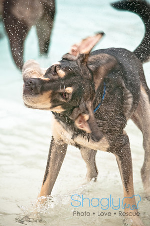 k9 kerplunk-29