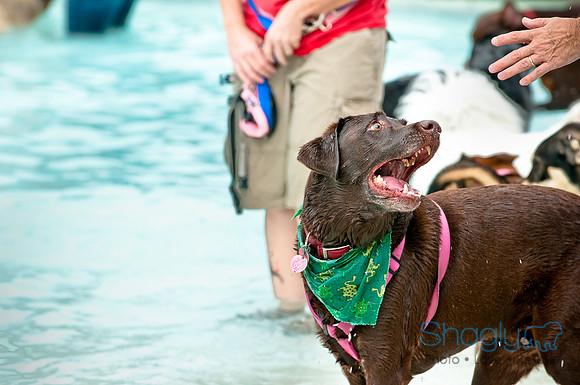 k9 kerplunk-26