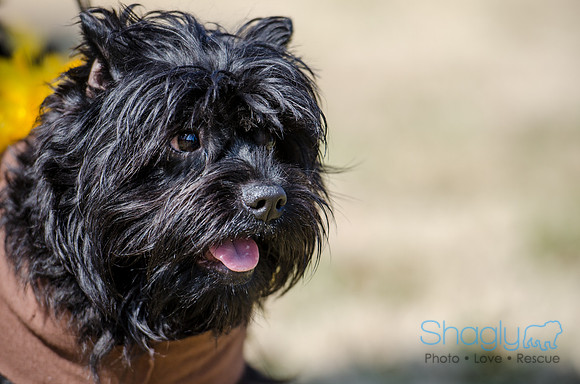 Krewe of Barkus 2012-77