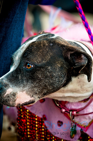 Krewe of Barkus-113