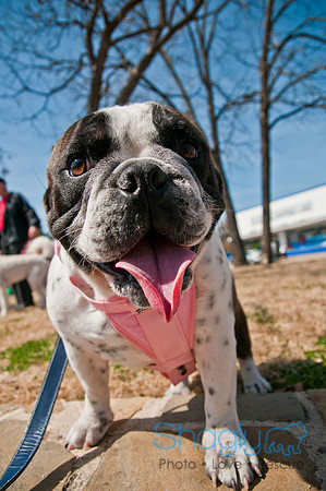 Krewe of Barkus 2011-24