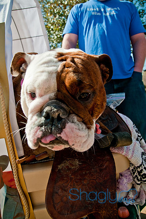 Krewe of Barkus 2011-2