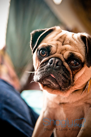 DFW Pug Rescue-155