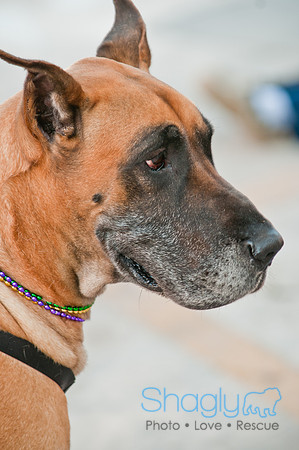 Krewe of Barkus 2011-50