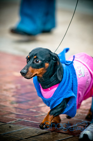 Krewe of Barkus-53