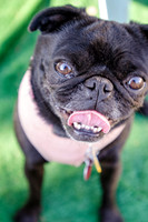 The Boarding Bungalo Pugs-22