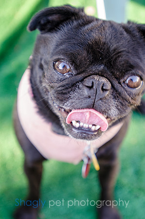 The Boarding Bungalo Pugs-22