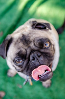 The Boarding Bungalo Pugs-24