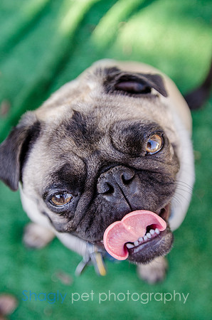 The Boarding Bungalo Pugs-24