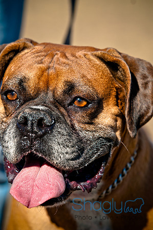 Richardson Pet Day 2010-202