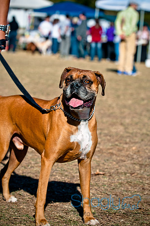Richardson Pet Day 2010-208
