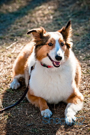 Richardson Pet Day 2010-211